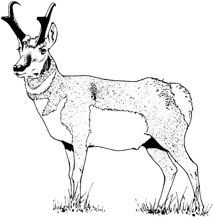 Antylopa, gazela, gnu kolorowanki